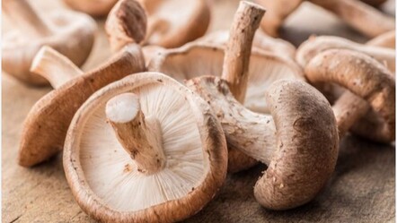 Japonya'da deprem bölgesinde yetiştirildi: Şitaki cins mantar rekor fiyata alıcı buldu - dunya