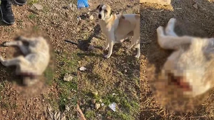 Gaziantep'te vahşet! Yavru köpeklerin başını kestiler - Gündem