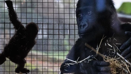 'Zeytin' artık hüzünlü değil... Yavru goril bakıcısını annesi sanıyor - Yaşam