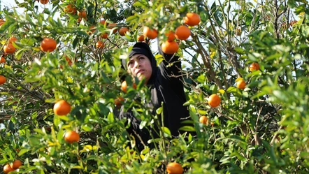 Narenciye üreticisi bayram ediyor! Mandalina ve portakaldan parayı vurdular - Ekonomi