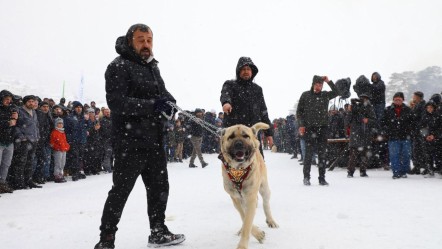 Ordu Keyfalan Yaylası'ndan renkli görüntüler! Dondurucu soğuk geleneği bozamadı - Yaşam