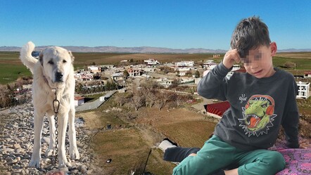 Başıboş köpekler Eslem'in ardından bir çocuğa daha saldırdı! - dunya