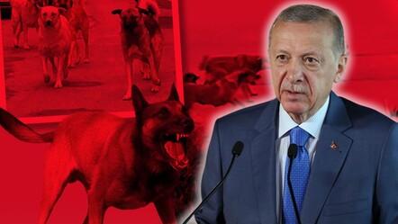 Erdoğan'dan 'başıboş saldırgan köpek' uyarısı! Belediyelere seslendi: Göreviniz yapın, yoksa... - gundem