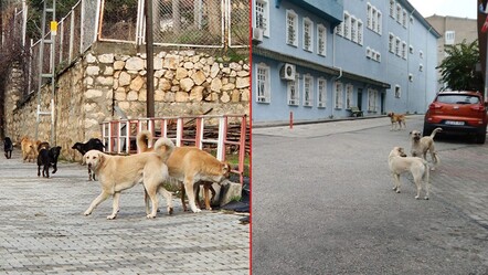 Köpek çeteleri şehri esir aldı! Bilecik'te vatandaşlar sokağa çıkamıyor - gundem
