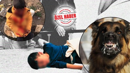 “Mama lobisi” korkusu köpek terörünü besliyor! Belediyeler, kanunu uygulamadıkça çocuklar ölmeye devam edecek - Gündem