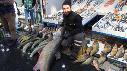 Devasa balık Elazığ'da yakalandı: 42 bin liraya satıyorlar, müşteriler kuyrukta! - Yaşam