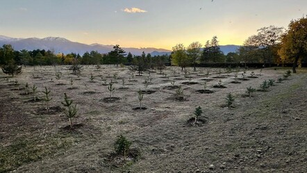 Erzincan'a 1 yılda 400 bin fidan! Erozyonla mücadele devam ediyor - gundem