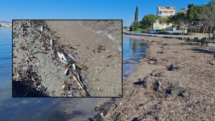 Ölü balıklar bir bir kıyıya vurdu! Aydın kıyılarında 6 ay sonra aynı manzara - Yaşam