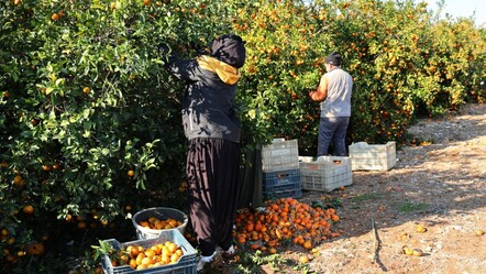 Çukurova'da 2025 tarım işçisi günlük yevmiyeleri belli oldu - ekonomi