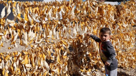 Bu meyvelerin kabuğu bile para ediyor! Avrupalı alıyor, kilosu 25 liradan satılıyor - Yaşam