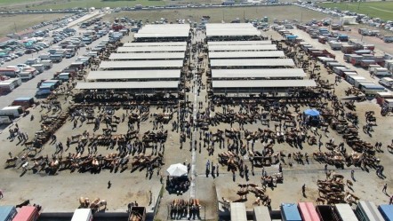 Şap alarmı verildi! Türkiye'nin en büyük hayvan pazarı kapatıldı - Gündem