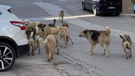 Başıboş köpekler yine dehşet saçtı: Yaşlı kadın ölümden döndü - Gündem