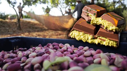 Fıstık üreticisinin imdadına 