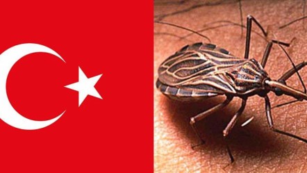 Öpücük Böceği: Chagas hastalığı nedir, belirtileri nelerdir? İşte Türkiye'deki riskler! - Sağlık