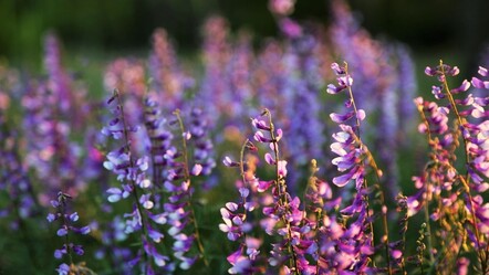 Cemre havaya suya toprağa ne zaman düşüyor? Cemre düşmesi 2025 - yasam