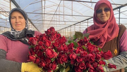 Bir demetinin fiyatı 800 liradan başlıyor! Sevgililer Günü'ne özel hasat - haberler