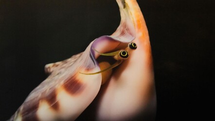 İstanbul’da karma sergi! Okyanusların büyüleyici mirası - kultur-sanat