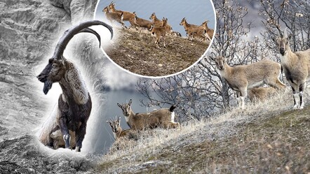 Anadolu'nun en önemli yaban hayvanları... Karlı zirvelerden inen sürü kameralara yakalandı - yasam
