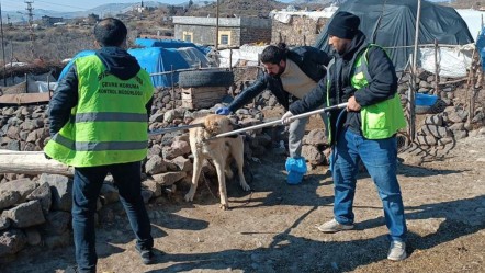 Bölge karantinada! Köpek 3 kişiyi ısırdı, kuduz alarmı verildi - Gündem