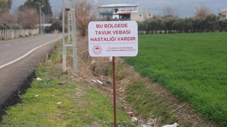 Kuş vebası görülen mahallede alarm! 338 kanatlı hayvan itlaf edildi - gundem