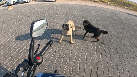 Seyir halindeki motosiklete başıboş köpeklerin saldırı anı kask kamerasında - Gündem