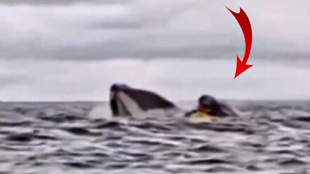 Kambur balina kanocuyu önce yuttu, sonra tükürdü! Hayrete düşüren o anlar... - dunya