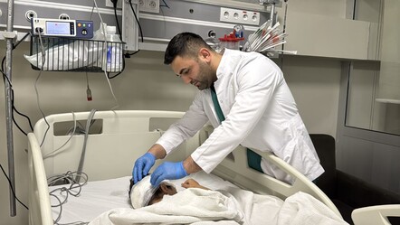 Başıboş sokak köpekleri yine dehşet saçtı! 4,5 yaşındaki çocuk yaralandı - gundem