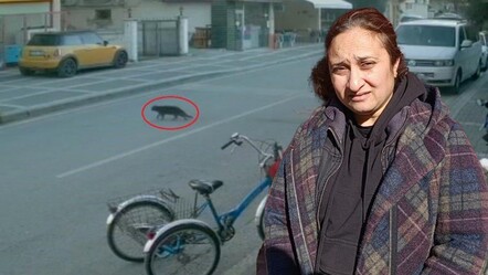 Cins kedisi kayboldu! Kameraları izleyince gözlerine inanamadı - haberler
