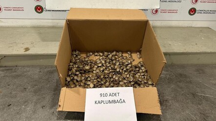 İlginç kaçakçılık girişimi önlendi! 910 adet yakalandı - gundem