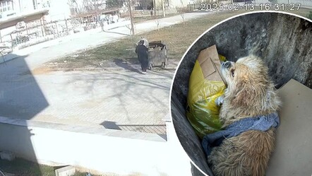 Kandil günü yürek yakan vicdansızlık! Köpeğin ayaklarını bağlayıp çöpe attı - gundem