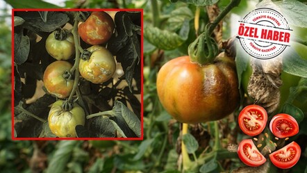 Virüslü domatese dikkat! Bakanlık alarma geçti: Ekildiği ülkede tarımı yok ediyor - gundem