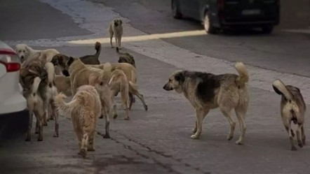 Alzheimer adam dehşeti yaşadı! Başıboş köpekler saldırdı, tam 25 yerinden ısırıldı - Yaşam