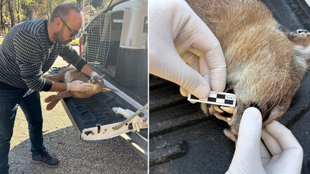 Nesli tükenme tehlikesi altındaydı... Fethiye'de arabanın çarptığı Karakulak öldü - haberler