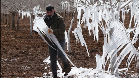 Görenler hayret etti, hatıra fotoğrafı çekti! Şanlıurfa'da fıstık ağaçları buz sarkıtına dönüştü - Gündem