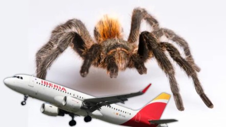 Havada tarantula dehşeti! Pilot ısırılınca uçuş kaosa döndü - Dünya