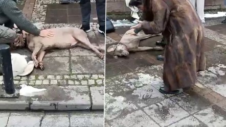 Elektrik akımına kapılan köpek sahibini ısırdı, 'kaçak' sorunu çözüldü - Gündem