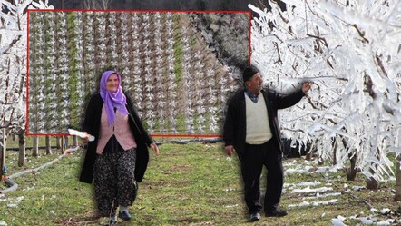 Dondan korumak için 400 ağacı dondurdu! Amasya'da bir çiftçinin meyve bahçesine bulduğu sistemi görenler hayret etti - gundem