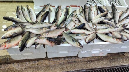 Vitamin deposu olarak biliniyor! 200 liradan tezgahlarda yerini aldı - haberler