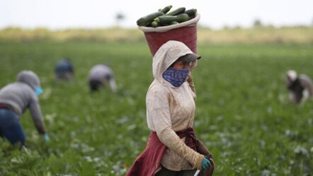 Mazot Gübre Desteği ne zaman yatacak? Çiftçi Destek Ödemesi sorgulaması - haberler
