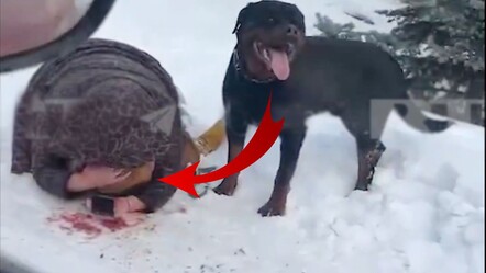 Sokak ortasında köpek dehşeti! Anne, yaralı evladını korumak için üzerine kapandı - yasam