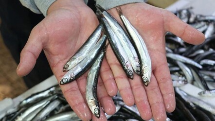 Sezonun son hamsileri tezgahta! Fiyattaki düşüş dikkat çekti - gundem