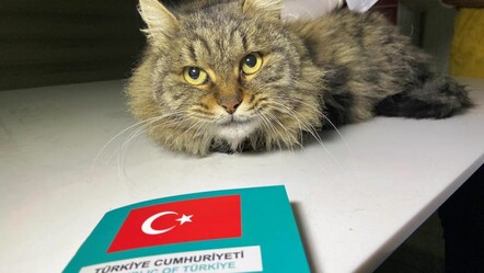 Evcil hayvan sahipleri dikkat! Resmi Gazete'de yayımlandı: Süre uzatıldı - haberler