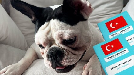 Evcil hayvanları çiplendirme için verilen süre ne zaman bitecek? Kedi ve köpekleri kimliklendirme için son tarih! - haberler