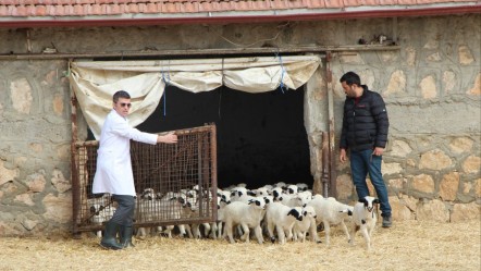 Yürek ısıtan görüntüler Amasya’dan! Yüzlerce kuzu annesiyle buluştu - Yaşam