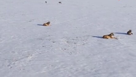 Sivas’ta vahşi doğa belgesellerini aratmayan görüntüler dron kamerasıyla kaydedildi - teknoloji