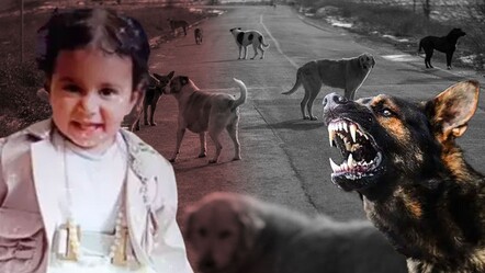 Bakan Yerlikaya'dan tüm valiliklere talimat: Sokak köpekleri ya toplanacak ya da yasayı uygulayacağız - haberler