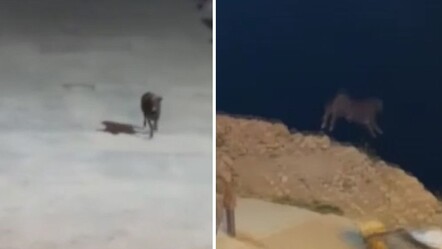 Kaçan angus yaptığıyla şoke etti! O anlar kamerada... - gundem