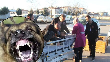 Konya'da bir başıboş köpek saldırısı daha! 13 yaşındaki çocuk ağır yaralandı - haberler