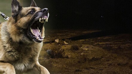 Konya'da köpeklerin saldırdığı çocuk hayatını kaybetti - gundem