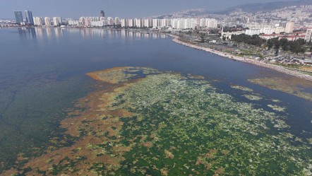 İzmir Körfezi bu kez de deniz maruluyla kaplandı - Gündem